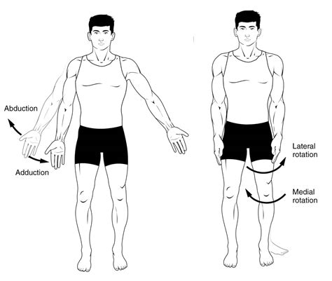 Abduction and Adduction: Anatomy Body Movement Terms.